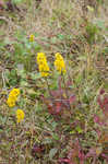 Roan Mountain goldenrod